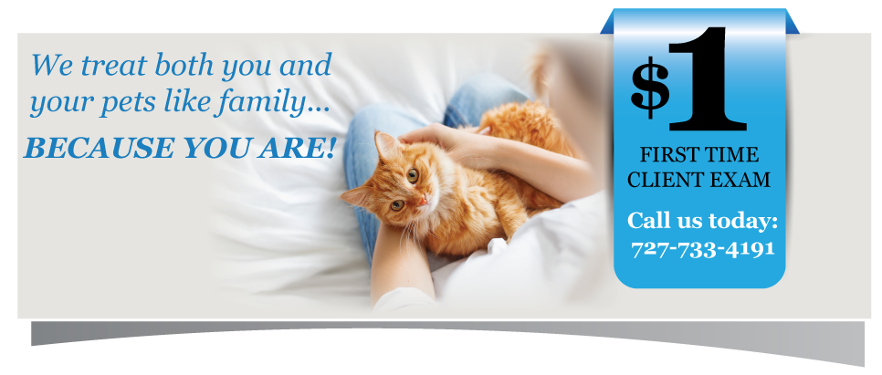 We treat both you and your pets like family...  Because you are!