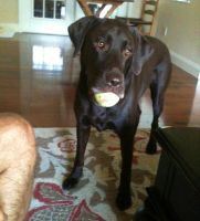 Dog with ball