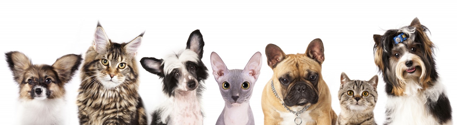 Group of pets banner